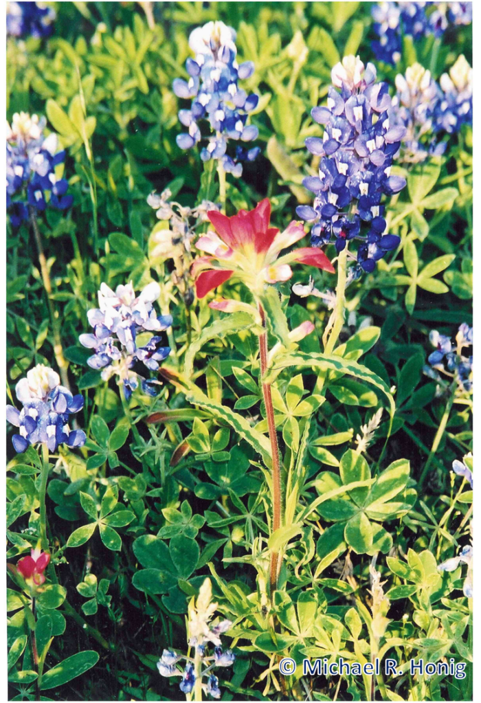 (C) Michael R. Honig